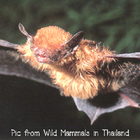 Tylonycteris pachypus